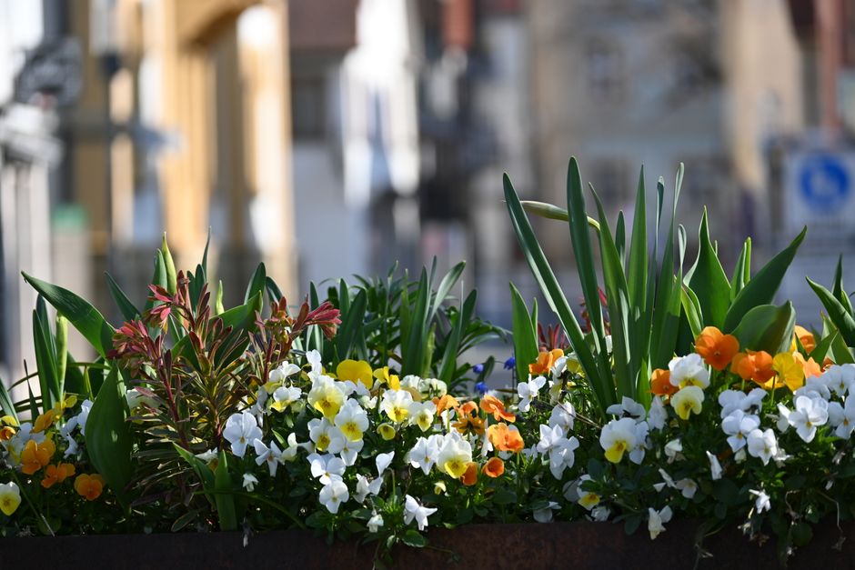 A vibrant flower arrangement in a large rectangular container featuring a variety of fresh flowers, including white, yellow, and orange pansies, surrounded by tall green foliage with broad leaves and