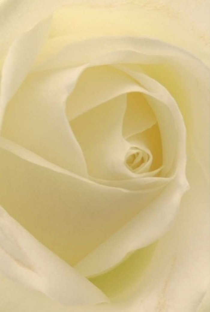 Gazing closely at this classic white rose, one is captivated by the serene interplay of layers and light-much like the peaceful mornings along Clapham Common. Each petal, bathed in subtle gradations of cream and ivory, appears almost aglow, illuminated from within by skillful arrangement and the gentle clarity only found in nature's finest work. The composition is all about tranquility and refined grace: soft curves spiral inward, forming a near-perfect core that hints at purity and steady resilience. As a florist from the Clapham community, I see this as a profoundly appropriate choice for heartfelt gestures-whether it's an elegant wedding centrepiece for a celebration on Northcote Road, a romantic token, or a sincere apology rendered beautiful through the medium of fresh flowers. The nuanced shadows that nestle in the folds bring depth and dimension, while the luminous petals offer a sense of serenity and poise. Lightly scented, the rose's clean, understated fragrance lingers in the air, a hallmark of fresh, expertly sourced blooms from Clapham's vibrant markets. This is more than just a flower-it's an expression of emotion, balance, and natural artistry that speaks volumes for anyone wishing to convey something meaningful across SW4.